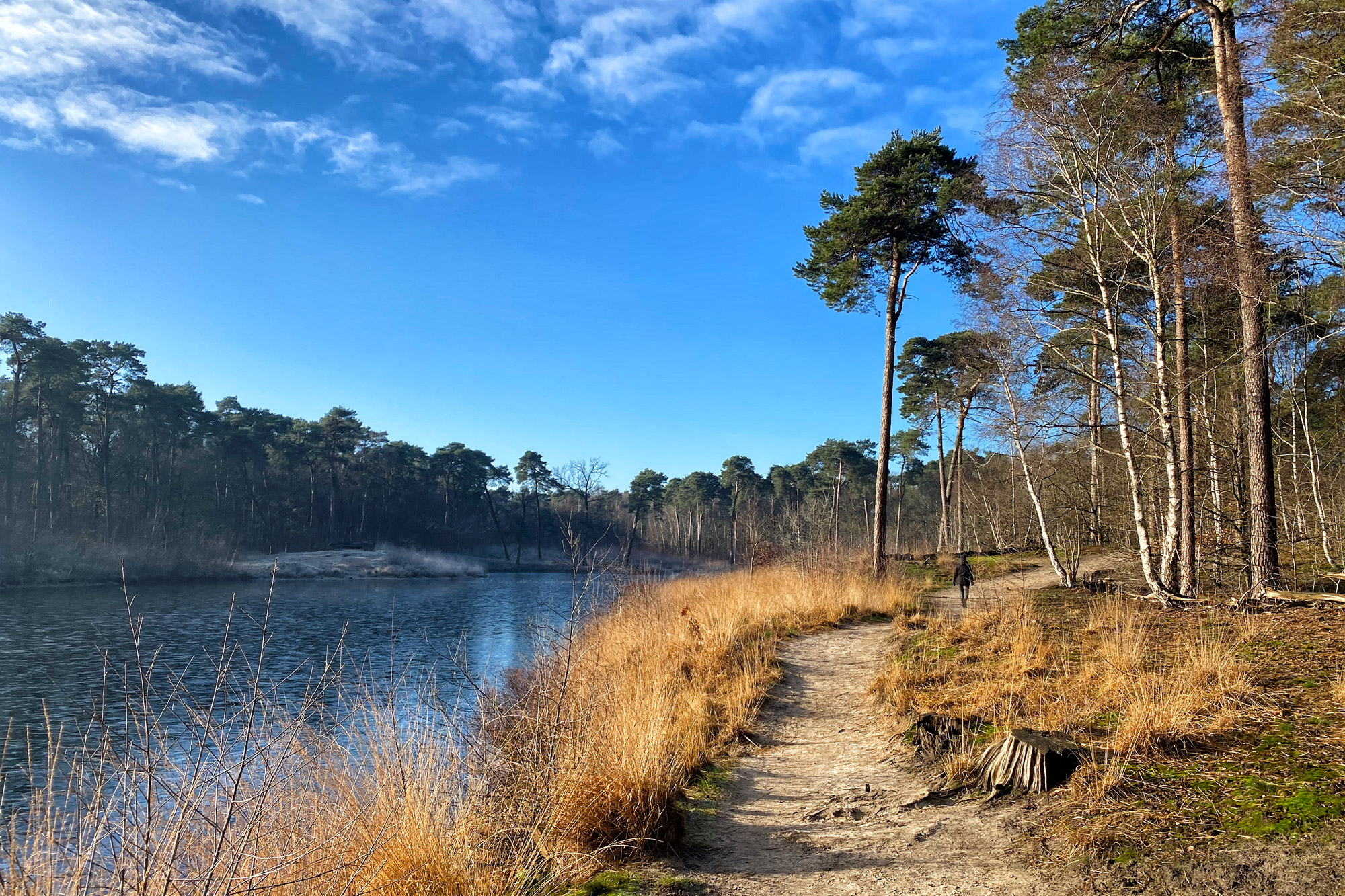 wandeling-oisterwijkse-bossen-en-vennen-8